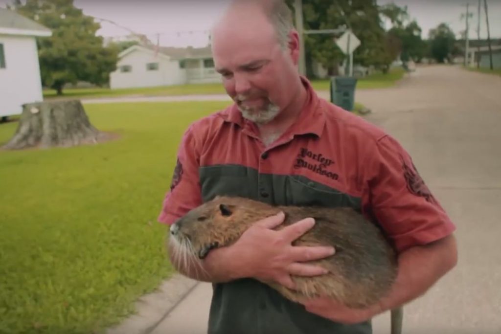Rodents Of Unusual Size