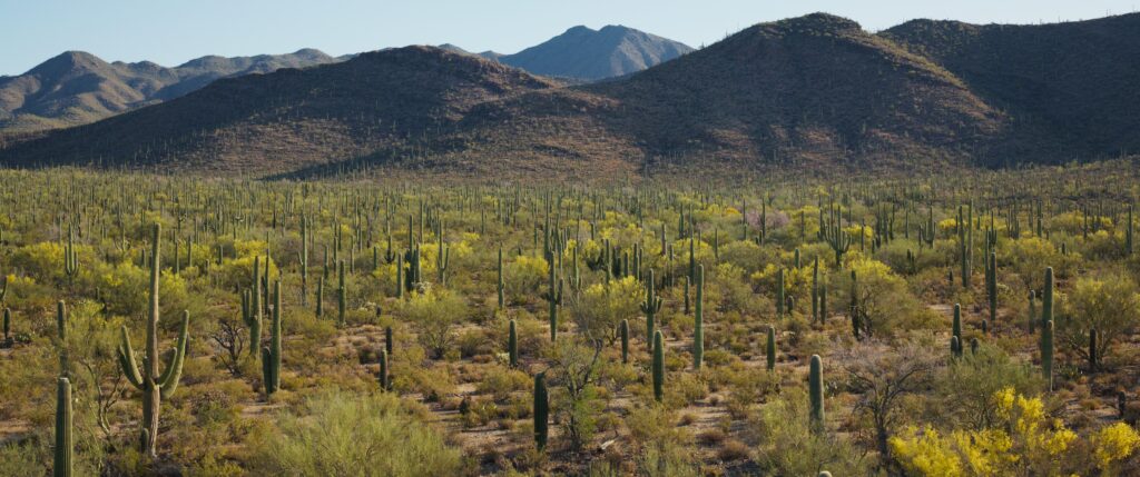 ASW-SAGUARO-_1.1.268
