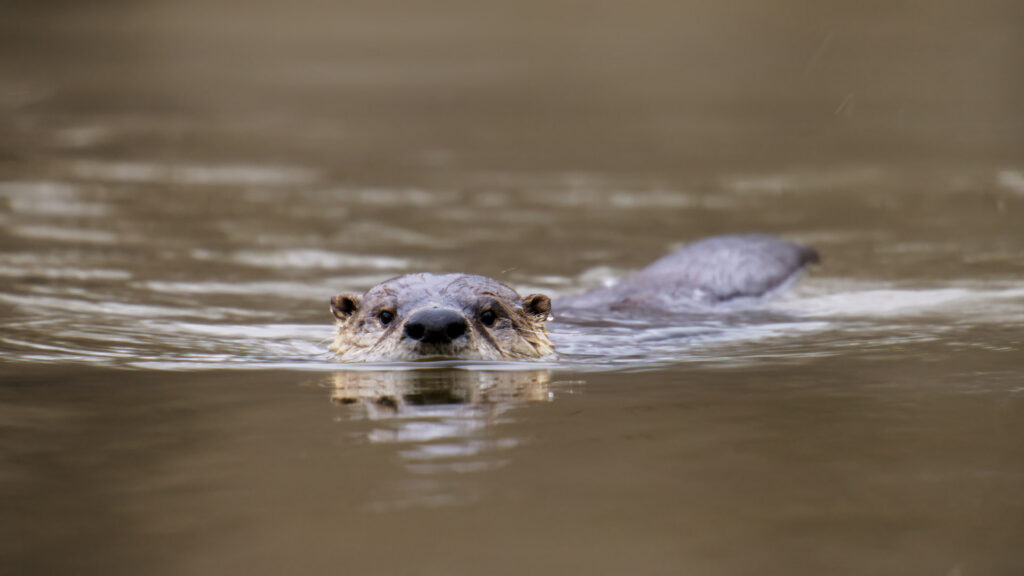 12_OTTERS_FNF_DITH2_Film_Stills_0387_IG Horizontal 1920x1080_192
